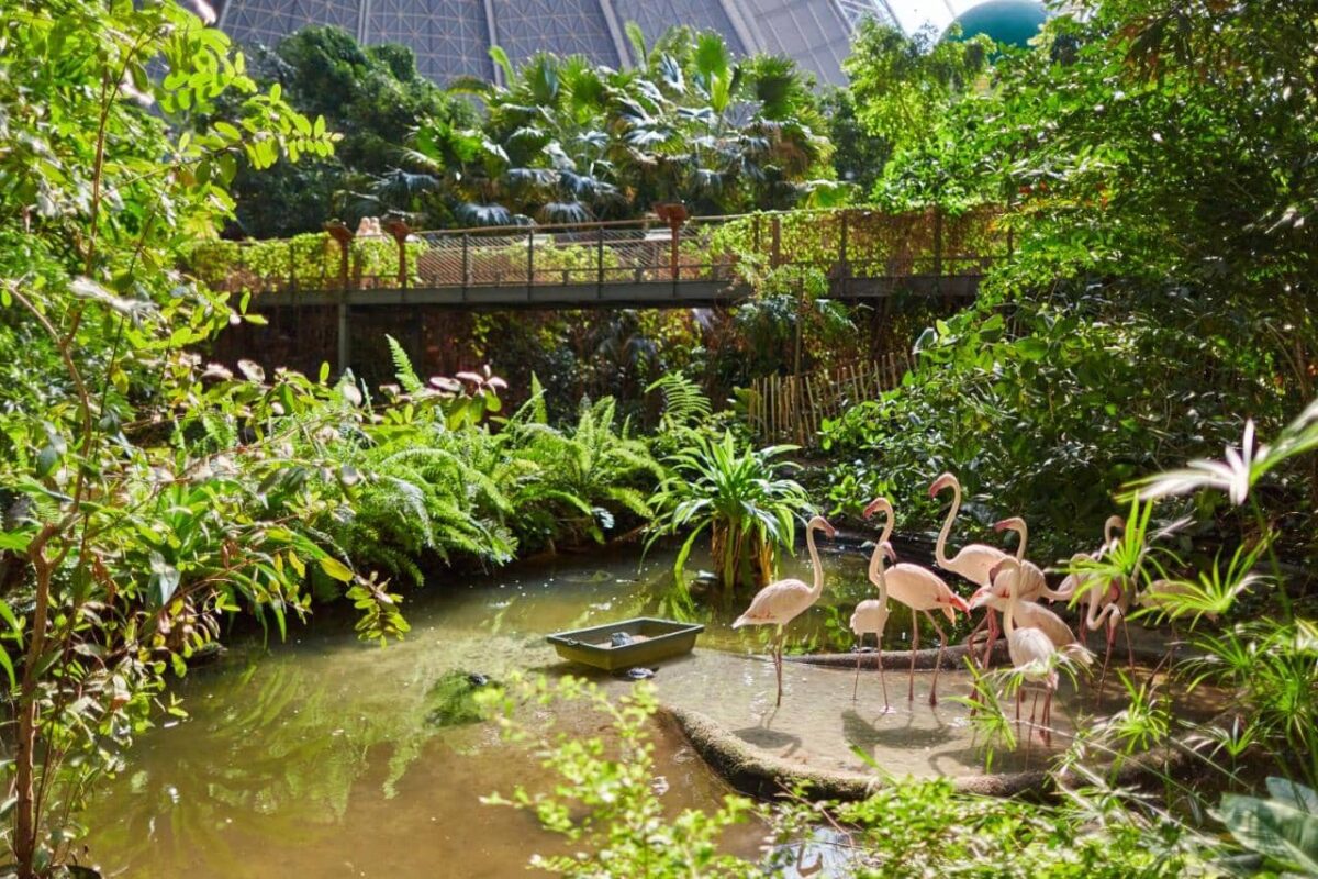 Tropical Islands Berlin - las deszczowy
