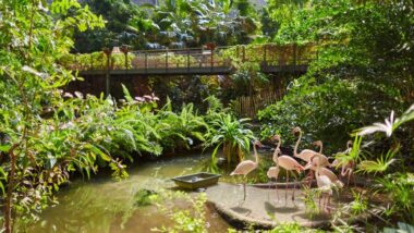 Tropical Islands Berlin - las deszczowy